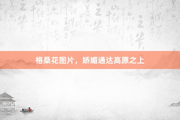 格桑花图片，娇媚通达高原之上